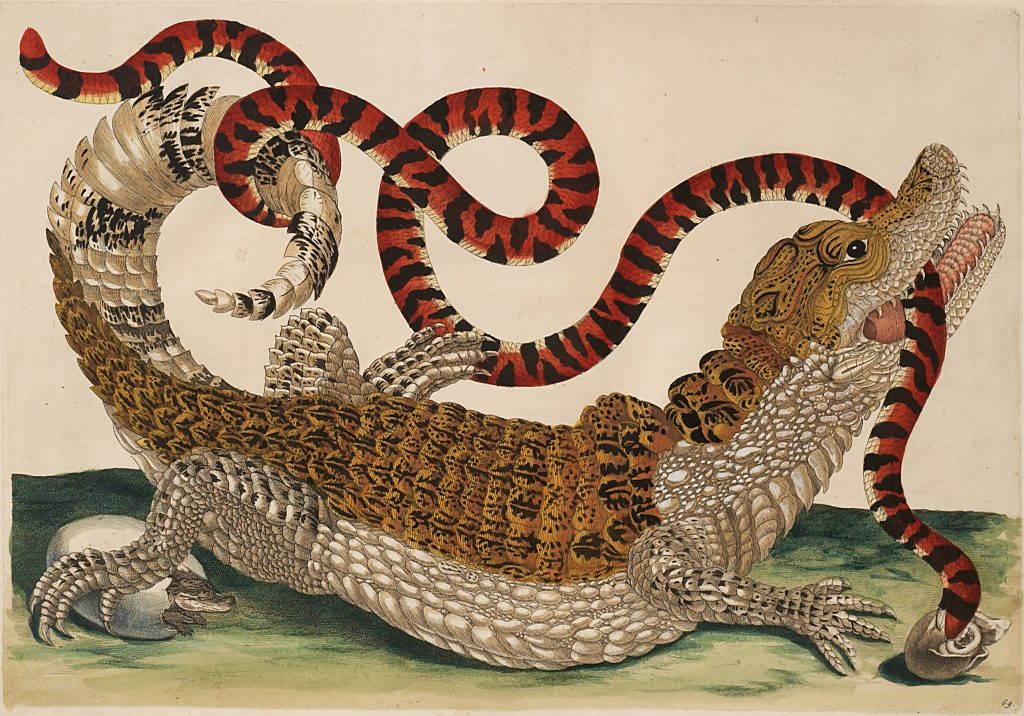 Maria Sibylla Merian, Caïman à lunettes et serpent faux-corail (1705).National Museum of Women in the Arts, Washington, DC