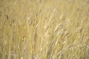 Granen uit Farm for Good ketens voor duurzaam brood