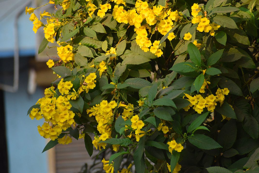 Klimplanten: Geef je tuin kleur en dimensie