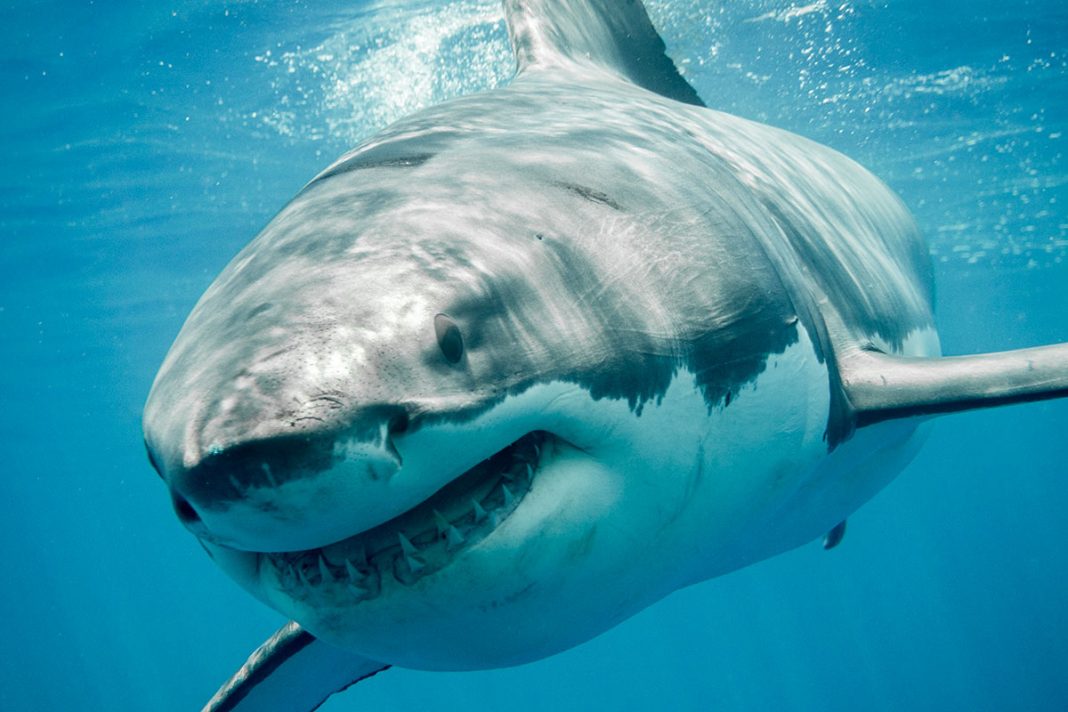 Wetenschappers taggen grootste mannelijke witte haai in de noordwestelijke Atlantische oceaan