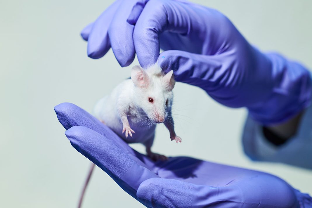 Doorbraak in genetisch onderzoek: muizen met menselijk taalgen