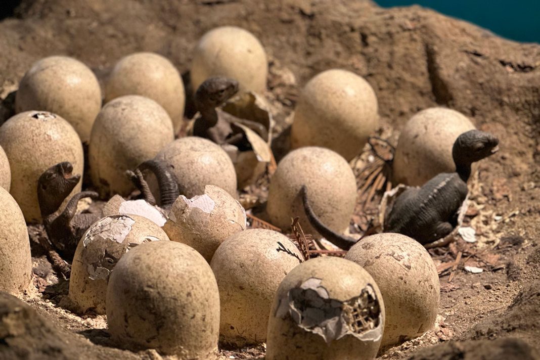 Onthulling van een prehistorisch wonder: het fossiel van Baby Yingliang
